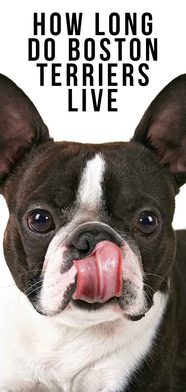 how long do boston terriers live