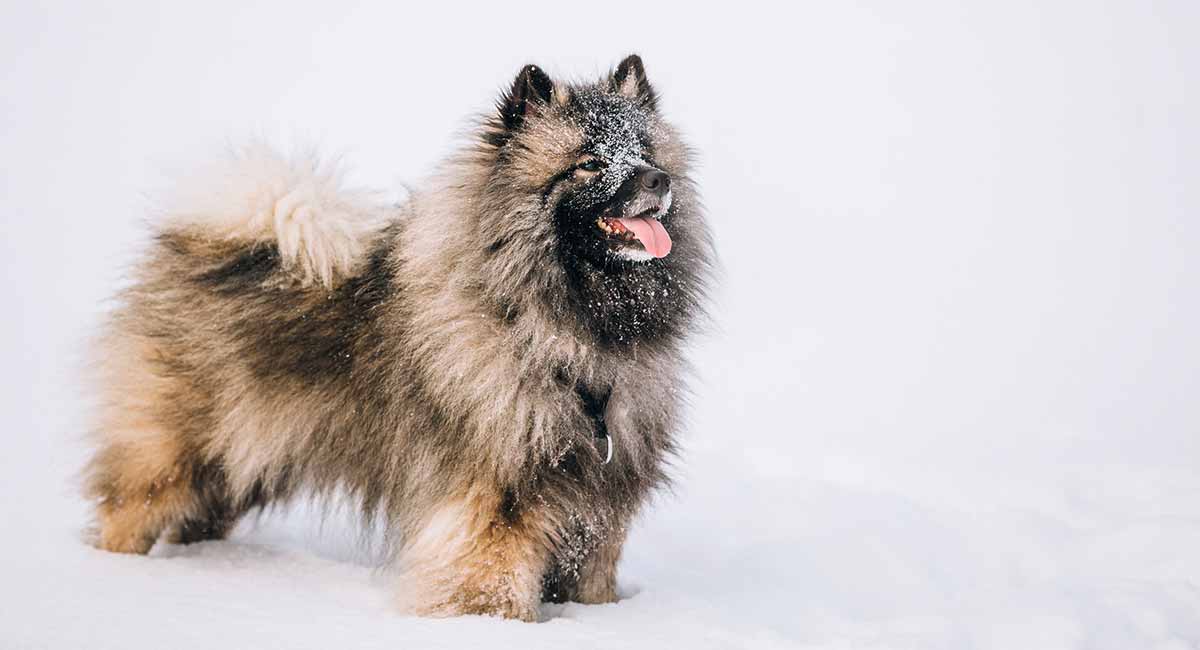 keeshond dog