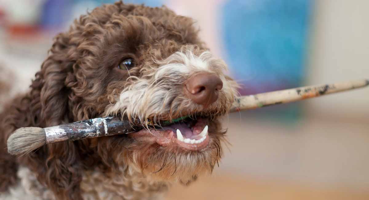 Lagotto Romagnolo Dog Breed Information Center