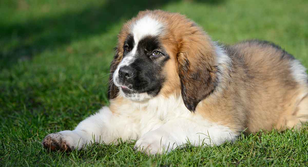 small st bernard type dog