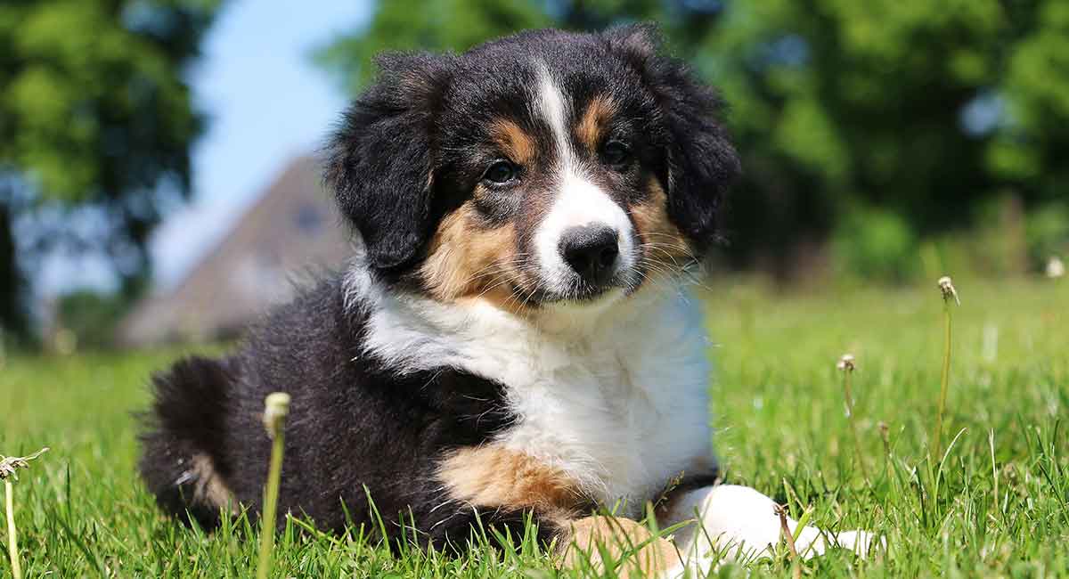 small rough collie