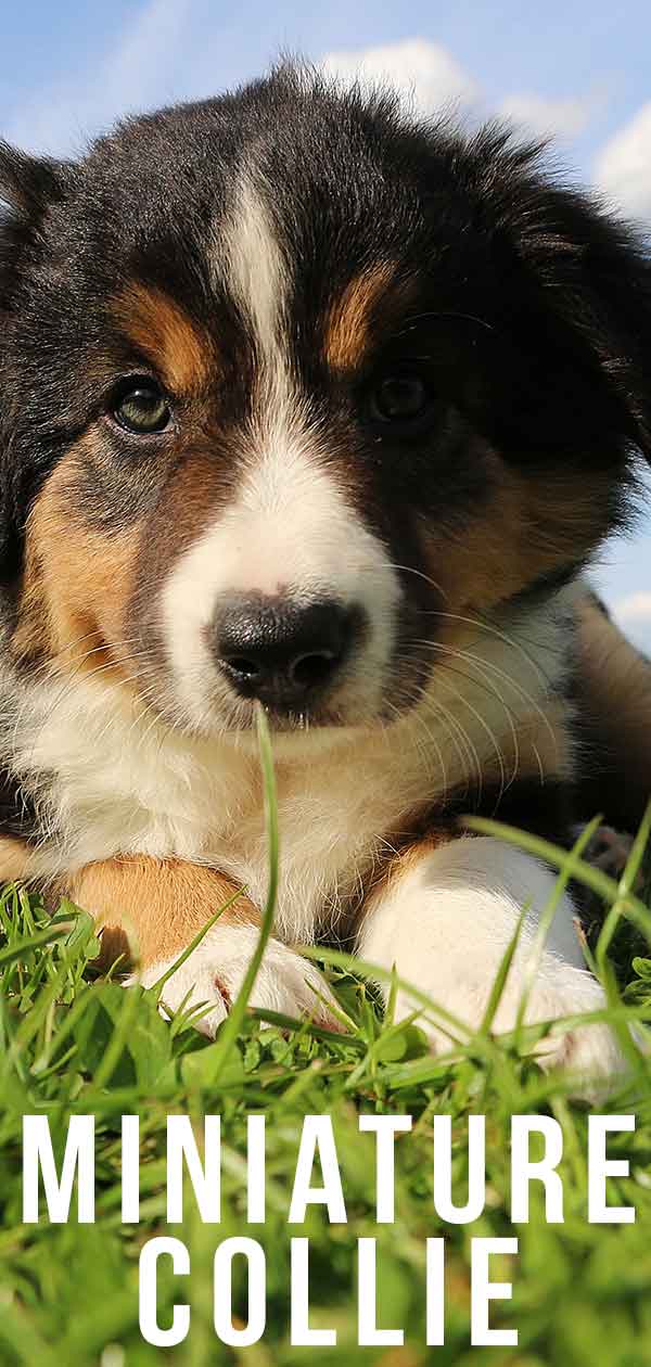 are shelties just tiny collies