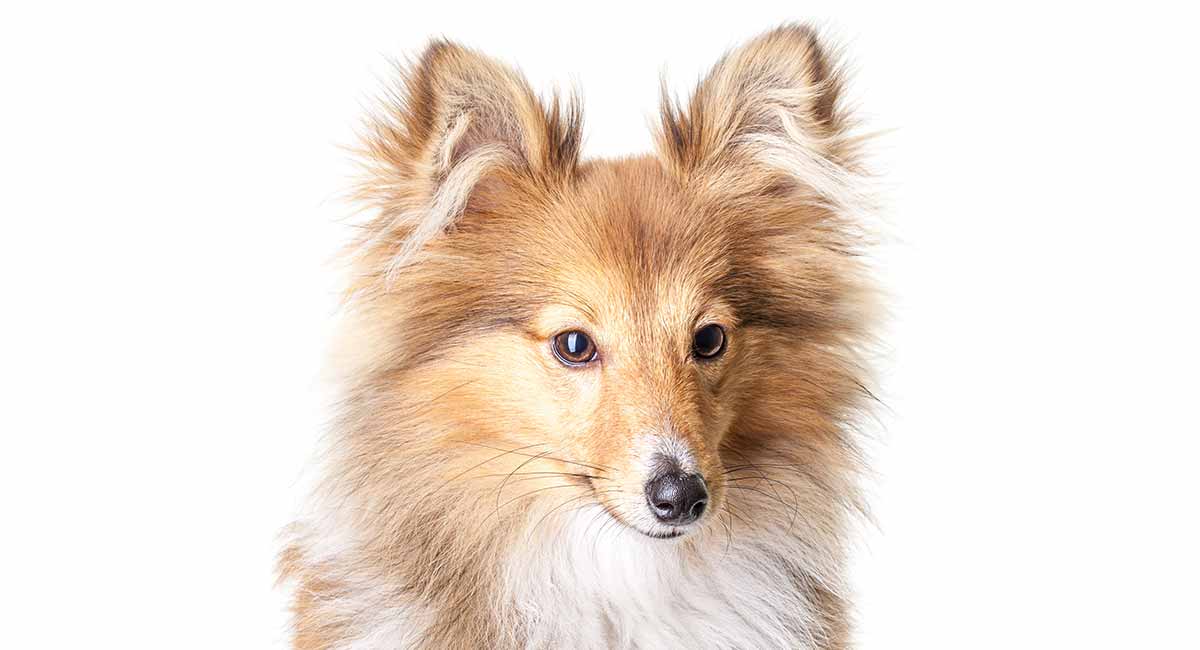 sheltie dog