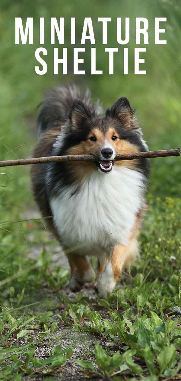 miniature sheltie