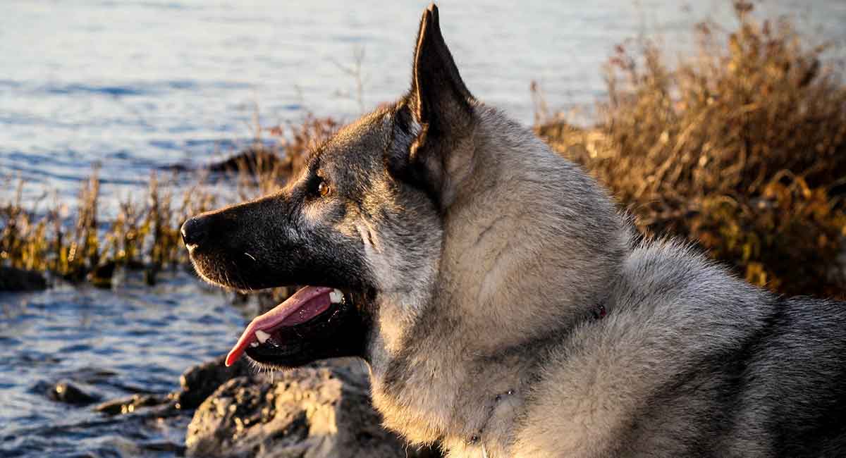 norwegian elkhound grooming