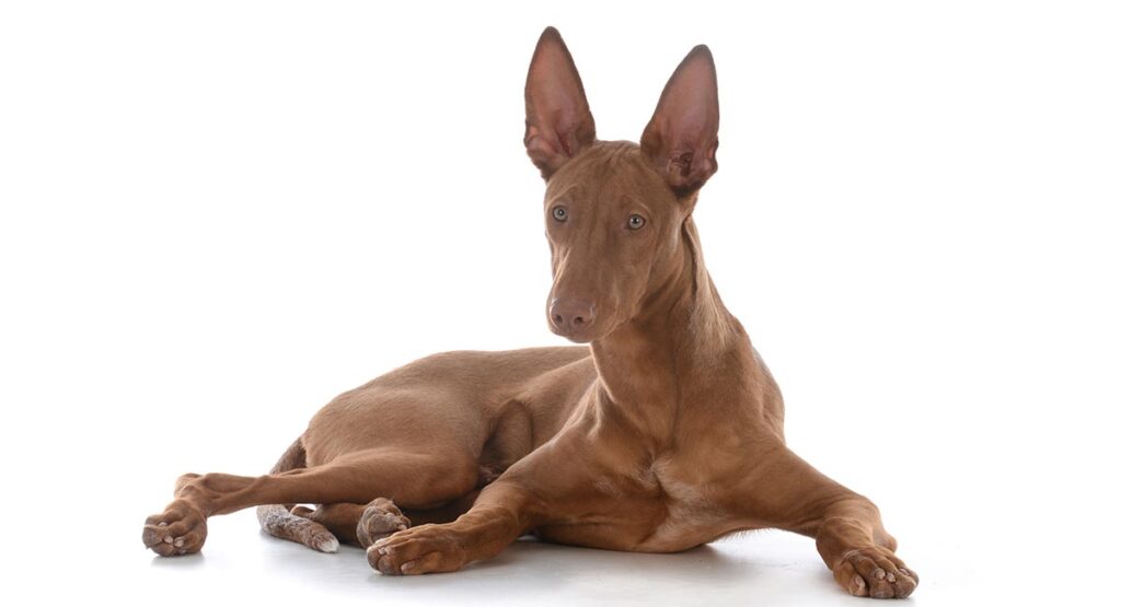 Pharaoh Hound dogs with pointy ears