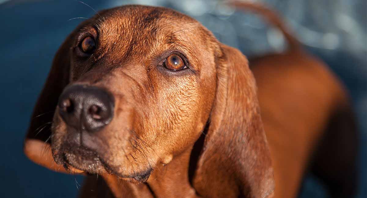 redbone coonhound puppies