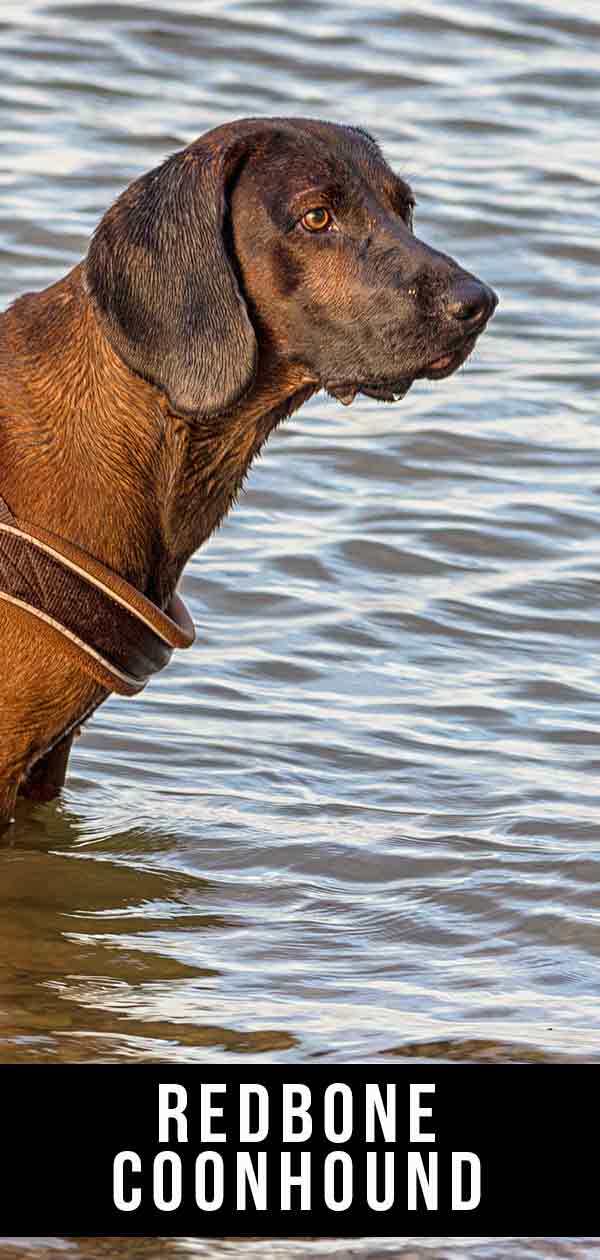 are redbone coonhounds good with children