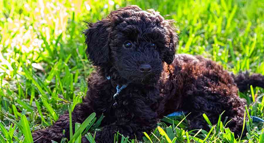 Schnoodle Dog A Complete Guide To The Schnauzer Poodle Mix Breed