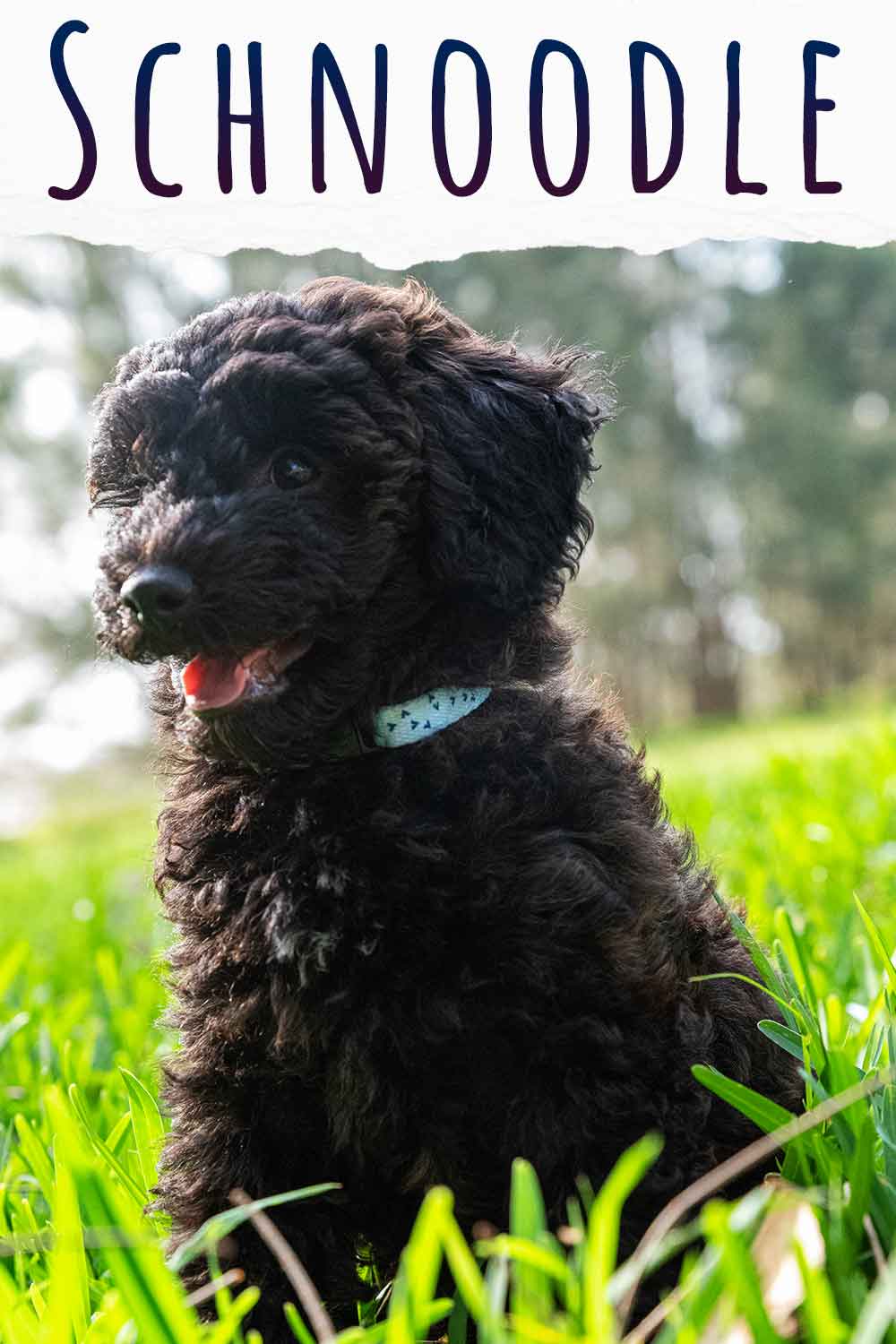 Schnoodle Dog A Complete Guide to the Schnauzer Poodle Mix Breed