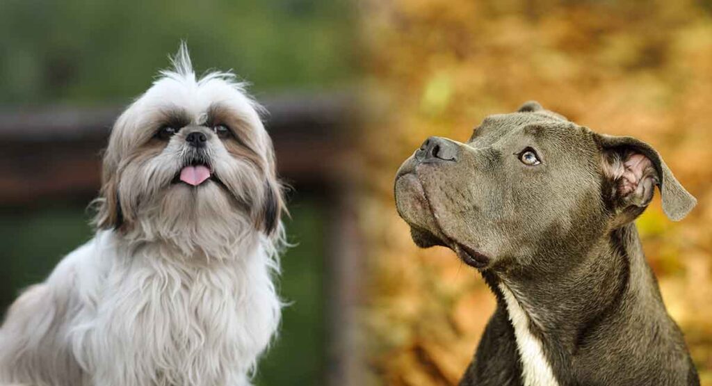 Shih Tzu Pitbull Mix - Where Fluffy Lapdog Meets Loyal Companion