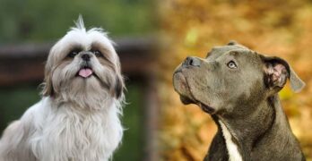 shih tzu pitbull mix