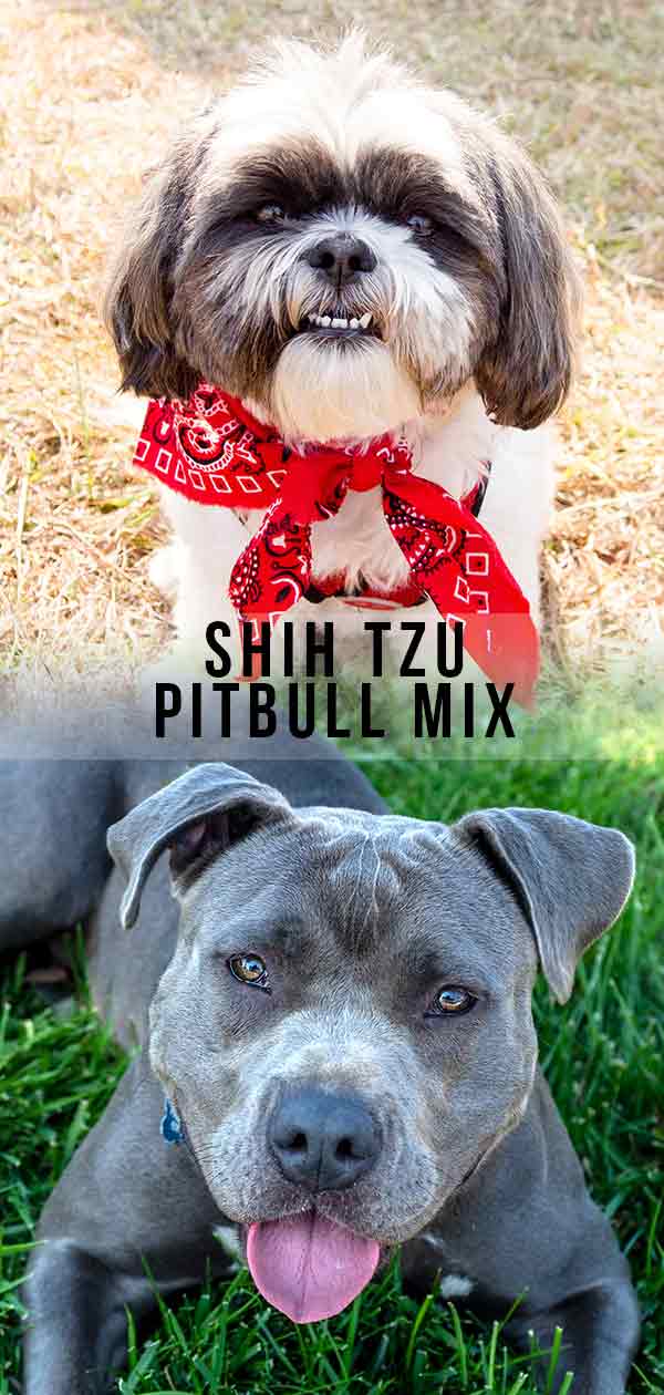  shih tzu pitbull mix 