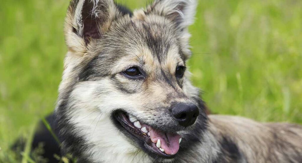 swedish vallhund