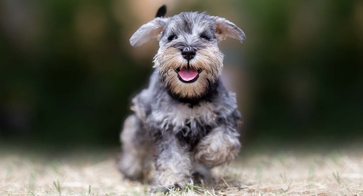 how big are miniature schnauzer dogs get