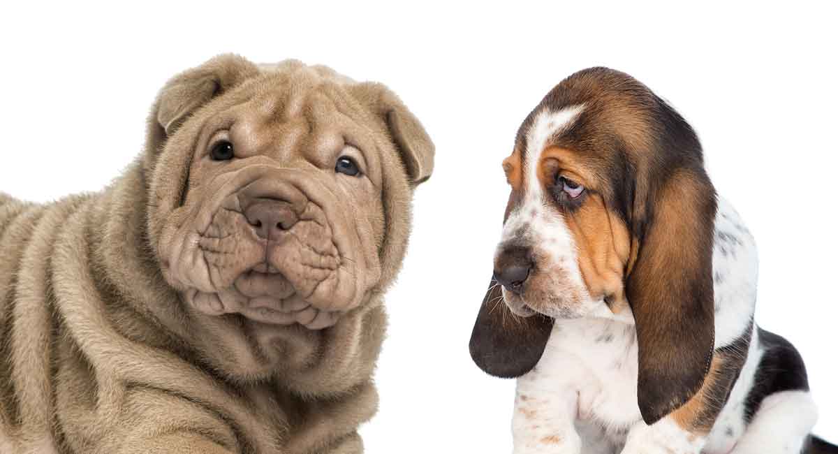 are bulldog and hound mix good pets