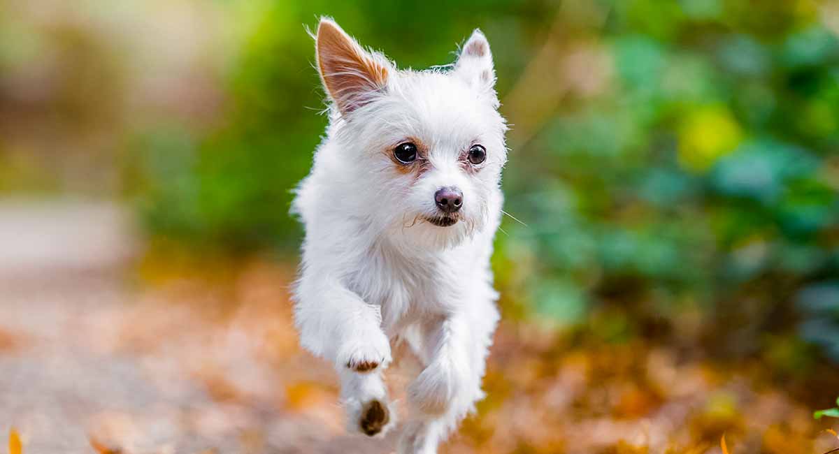 white miniature yorkie