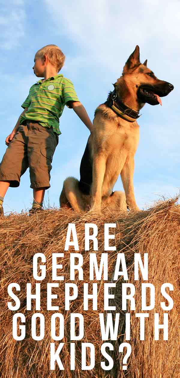 Are German Shepherds Good With Kids Is This The Family Dog For You