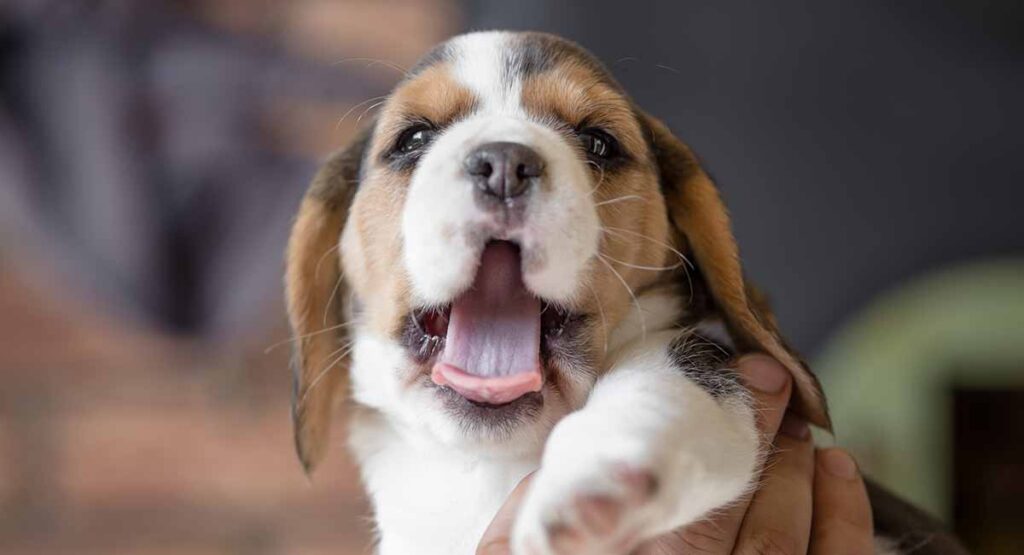 Cute beagle puppy store names