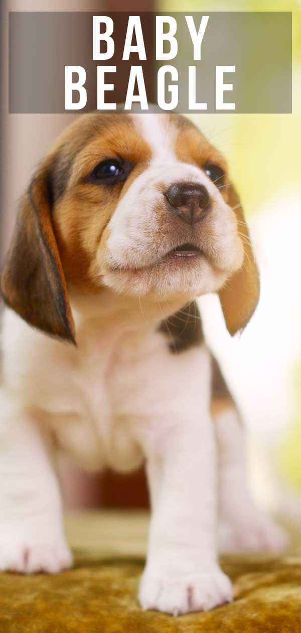 just born beagle puppies