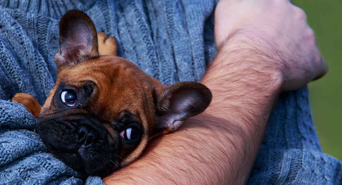 how big are french bulldog puppies when born