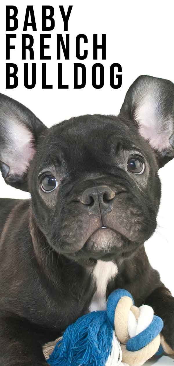 Baby French Bulldog How Your Adorable Puppy Grew