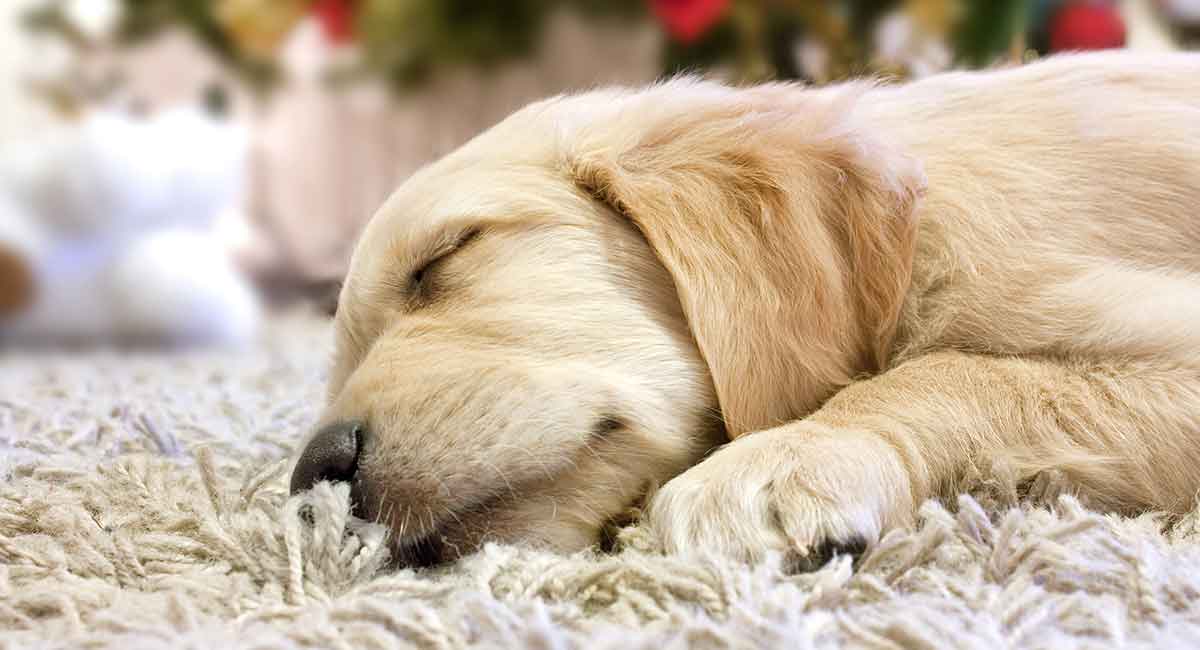 golden retriever puppy blue eyes