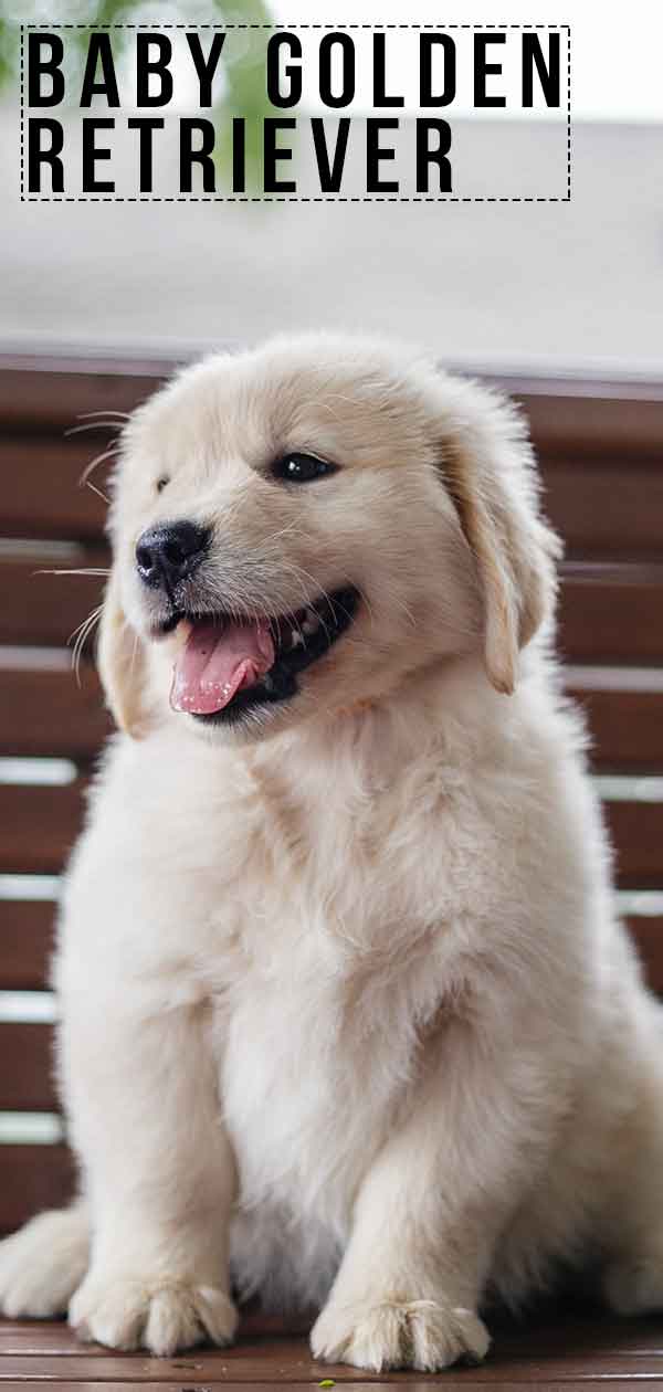 Baby Golden Retriever Facts And Fun About Golden Pups