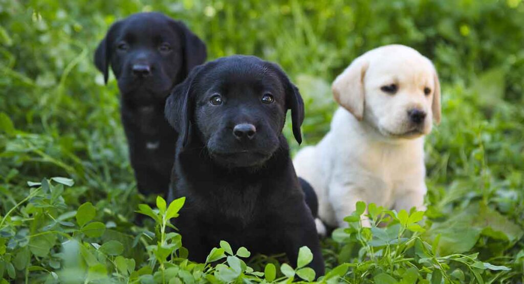 what color is black to dogs