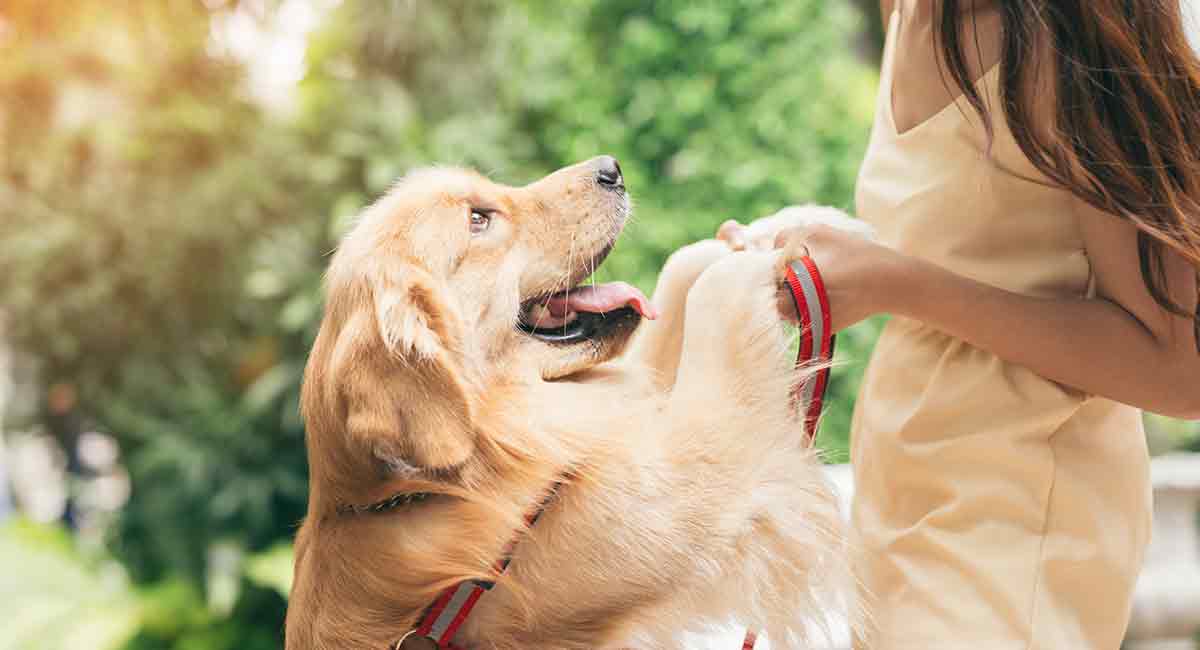 female golden retriever