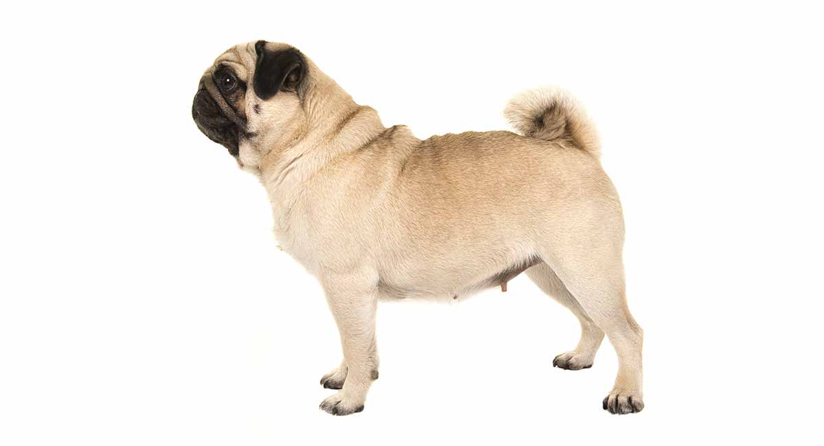 how long do healthy pugs live