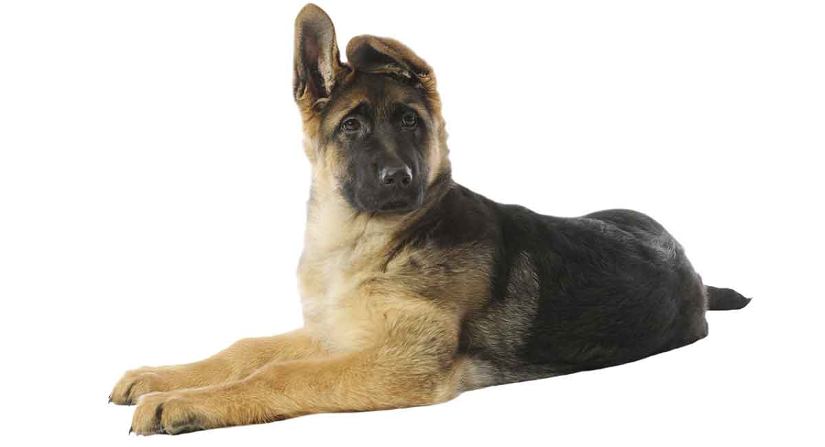 German Shepherd Age Weight Chart