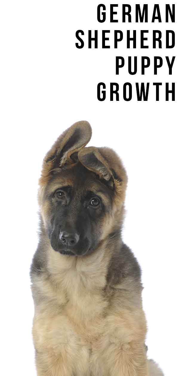 German Shepherd Dog Weight Chart