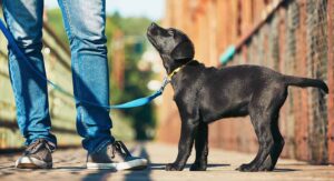 Labrador puppy on a leash, looking up at master