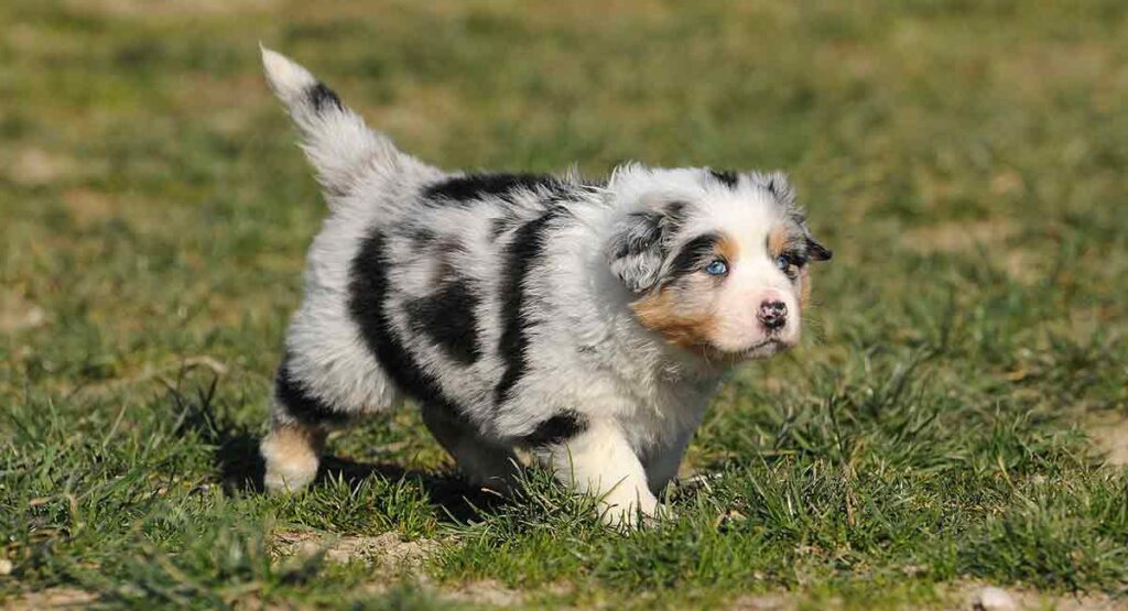 8 week old Australian Shepherds