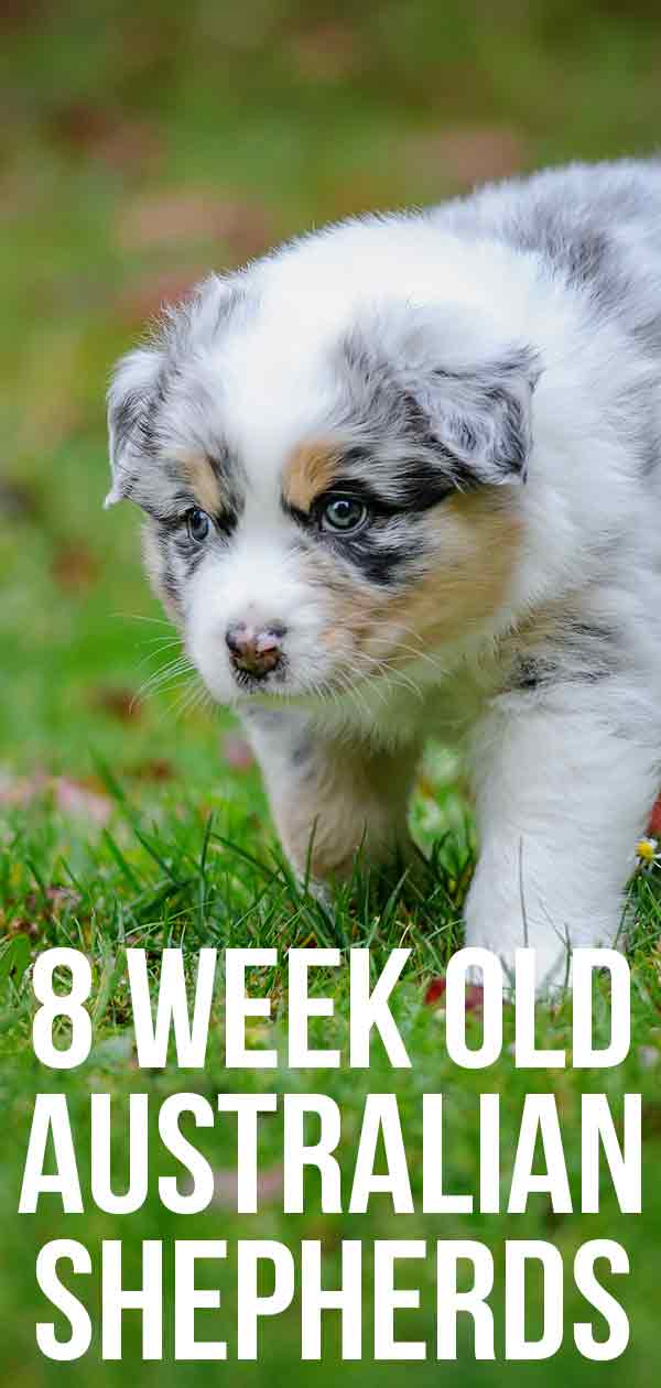 can 8 week old puppies be outside