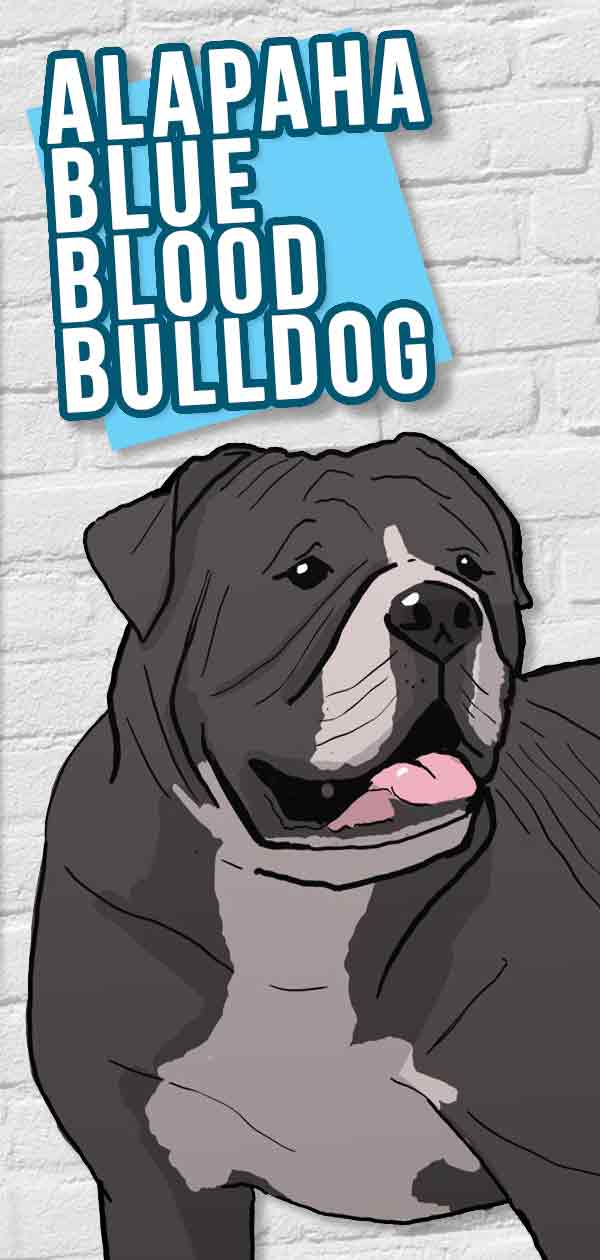 alapaha kékvérű bulldog