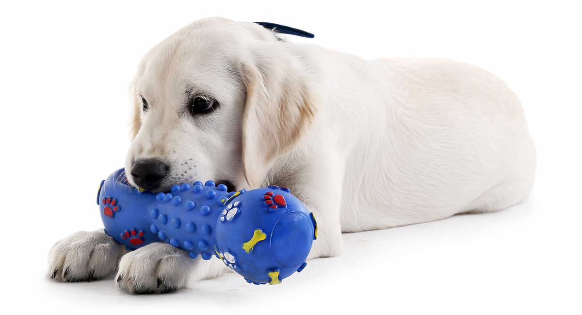 Best Chew Toys For Labs