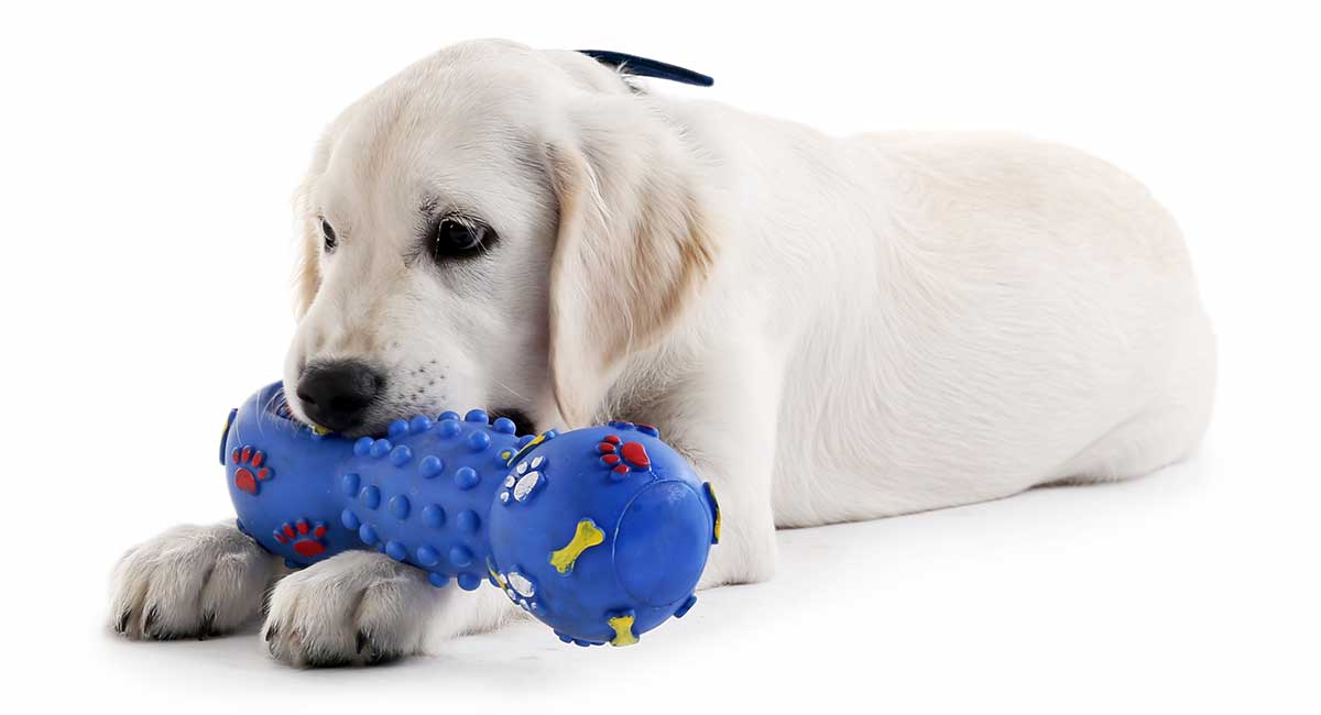 best chew toys for a puppy