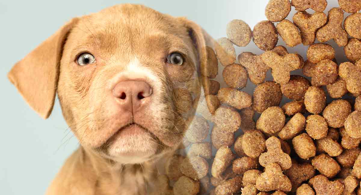 Best Dog Food For Pitbull Puppies HP long