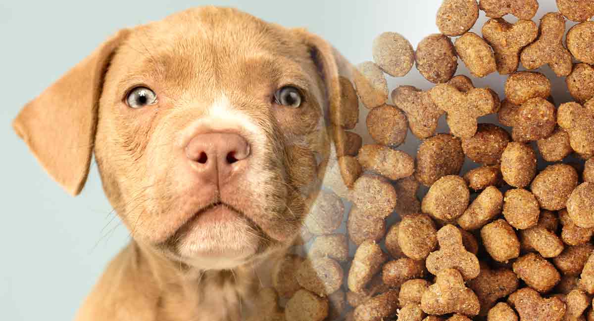 Best Dog Food For Pitbulls Giving Your Dog The Right Diet
