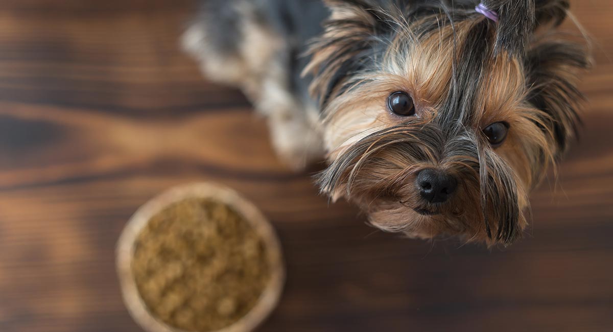 Teacup Yorkie Feeding