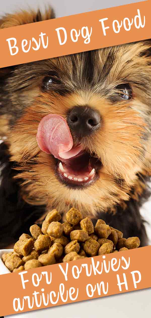 Best Dog Food For Yorkies - Tips and Reviews From Puppies ...