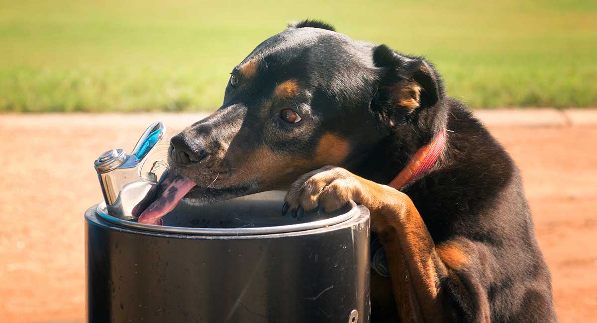 dog hose water fountain