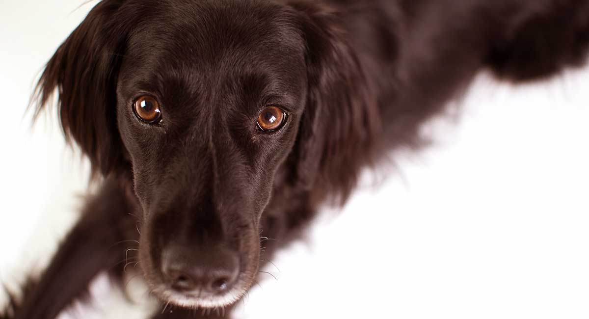 What does a lab border collie mix look like