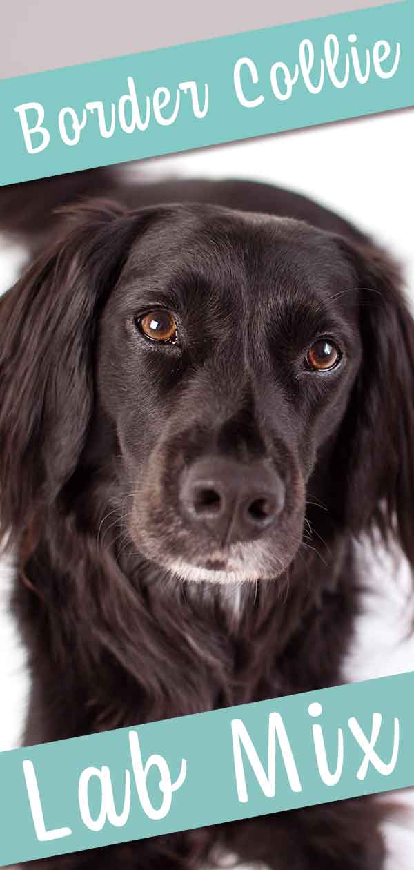 Border Collie Lab Mix Breed Information Center Discover The Borador