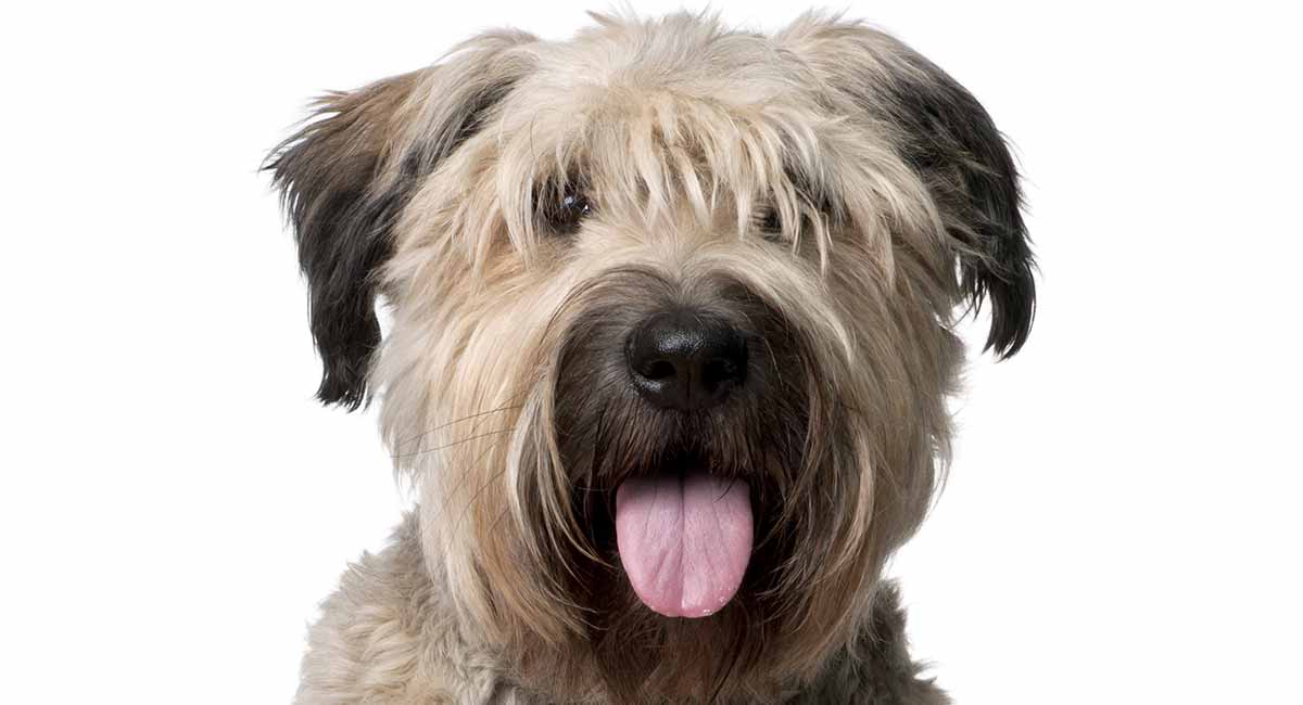 bouvier shepherd mix