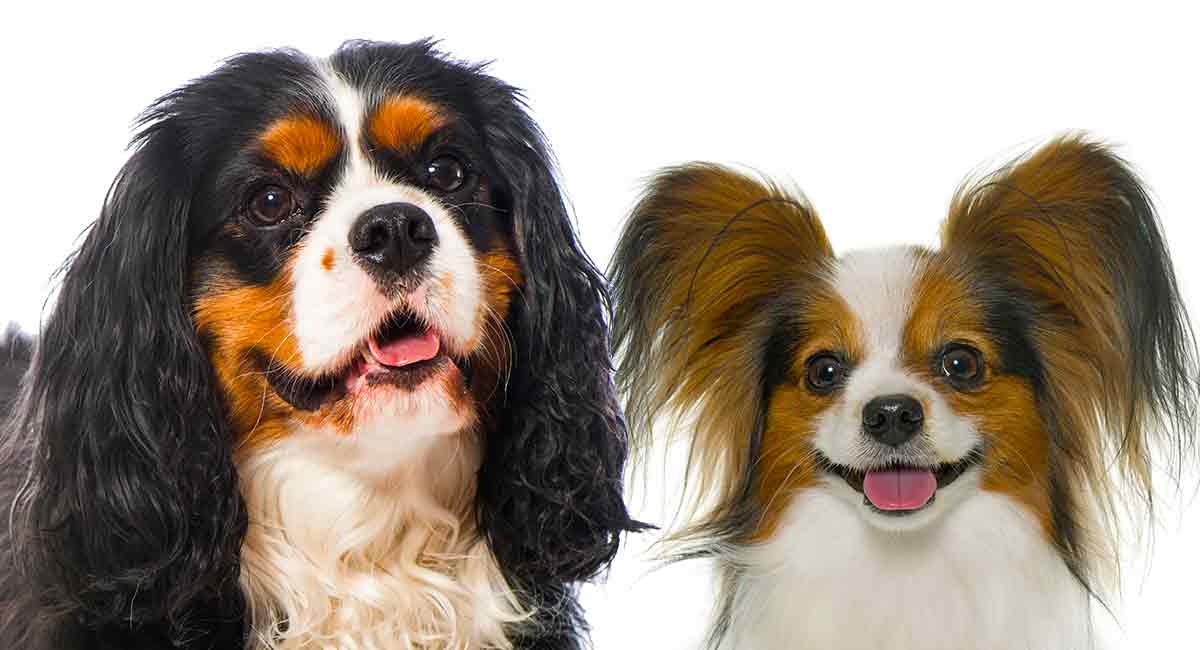 king charles mixed breeds