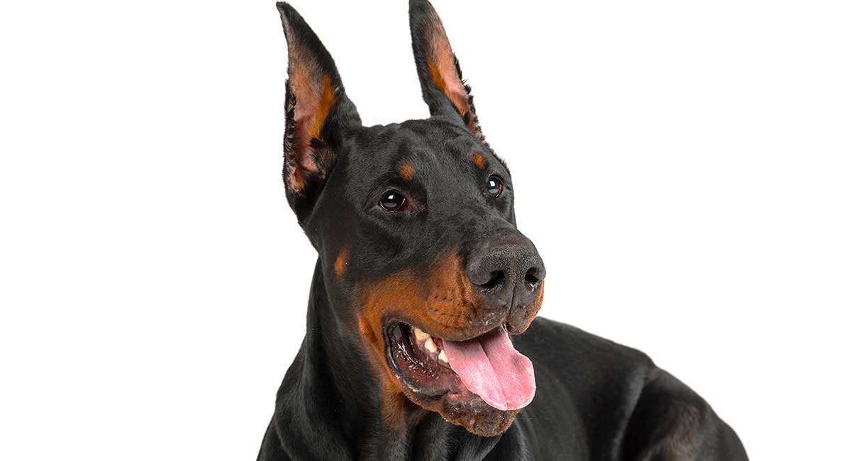 why are dobermans ears docked