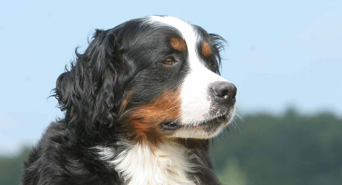 great bernese